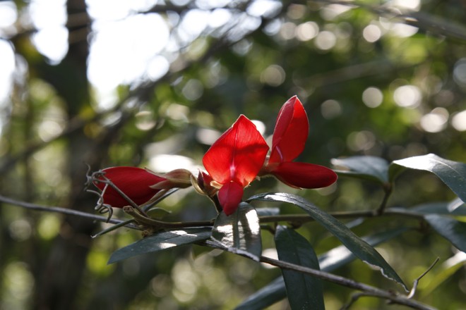 Detalhe da flora presente na reserva Cascatinha. | Aniele Nascimento/Gazeta do Povo