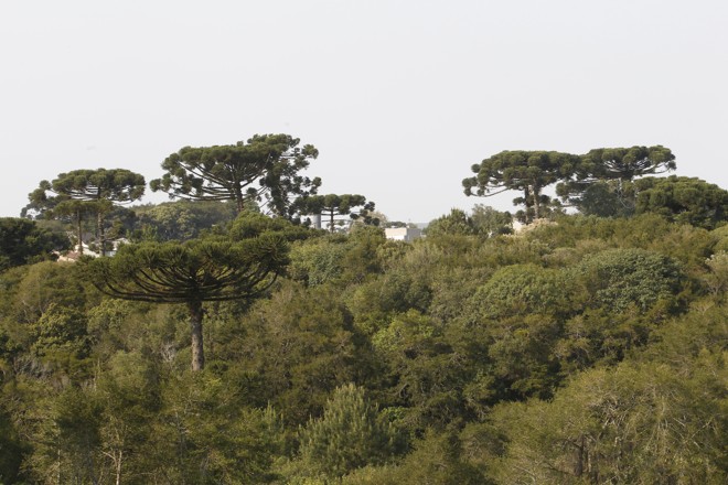 Exemplares de Araucárias também estão presentes na reserva. | Aniele Nascimento/Gazeta do Povo