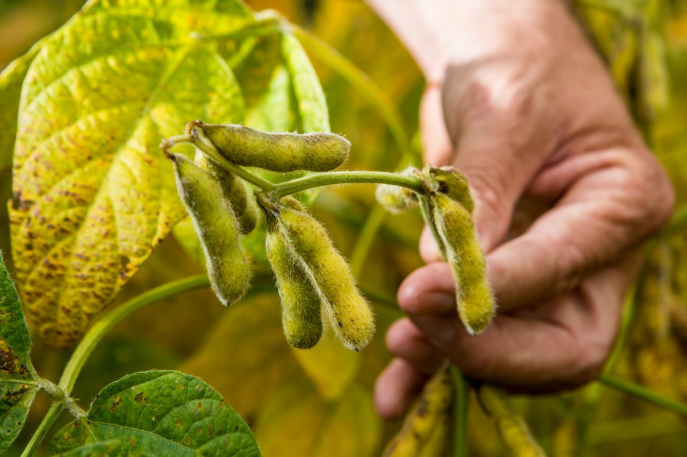 Combate à doença pode escapar do controle dos produtores, mesmo com aplicação de defensivos. | Foto: Brunno Covello/gazeta Do Povo