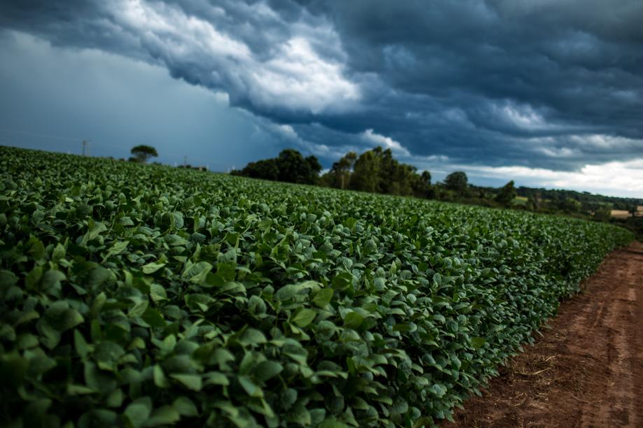 Risco climático é um dos principais demandadores do seguro rural. Falta de apoio governamental pode ampliar risco de prejuízos. | Brunno Covello / Gazeta Do Povo
