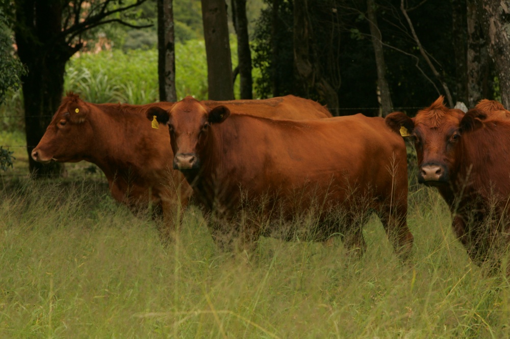 Consumidor mais exigente estimula produção de carnes especiais como a do angus. |