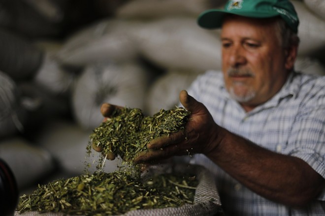 O empresário Carlos Ruhmke é um dos investidores de fábrica de erva moderna que custou R$ 2 milhões. Foto: Jonathan Campos/Gazeta do Povo | 