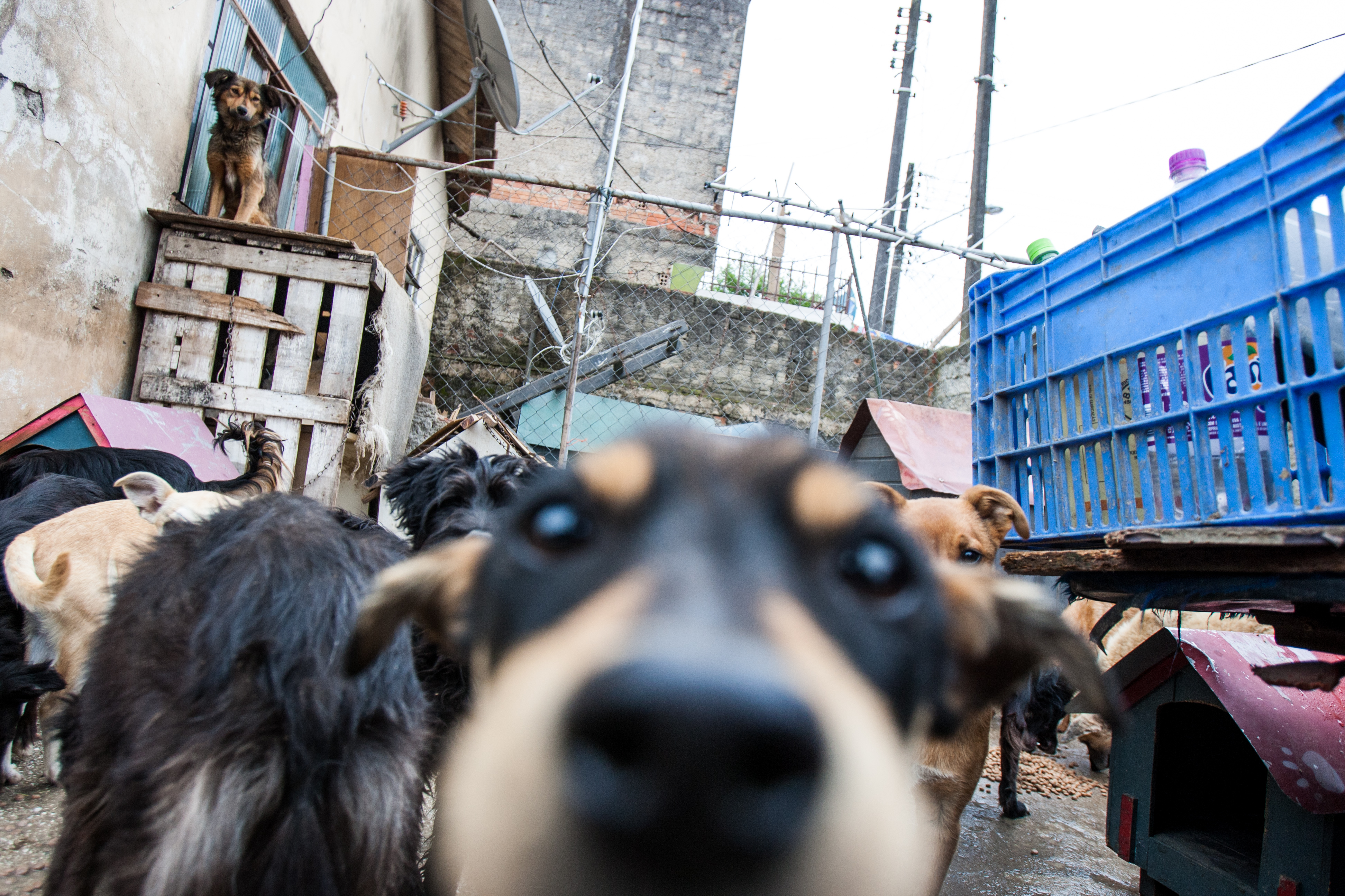 Local vai receber cães, gatos e cavalos em situação de risco nas ruas, prestar o primeiro atendimento e encaminhar o animal para adoção. | Brunno Covello/Gazeta do Povo/Arquivo