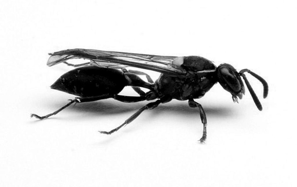 | Mario Palma/Unesp