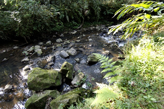 Segundo Eurico Borges dos Reis , proprietário da reserva, os antigos imigrantes italianos utilizavam a água que corta a mata. | Aniele Nascimento/Gazeta do Povo