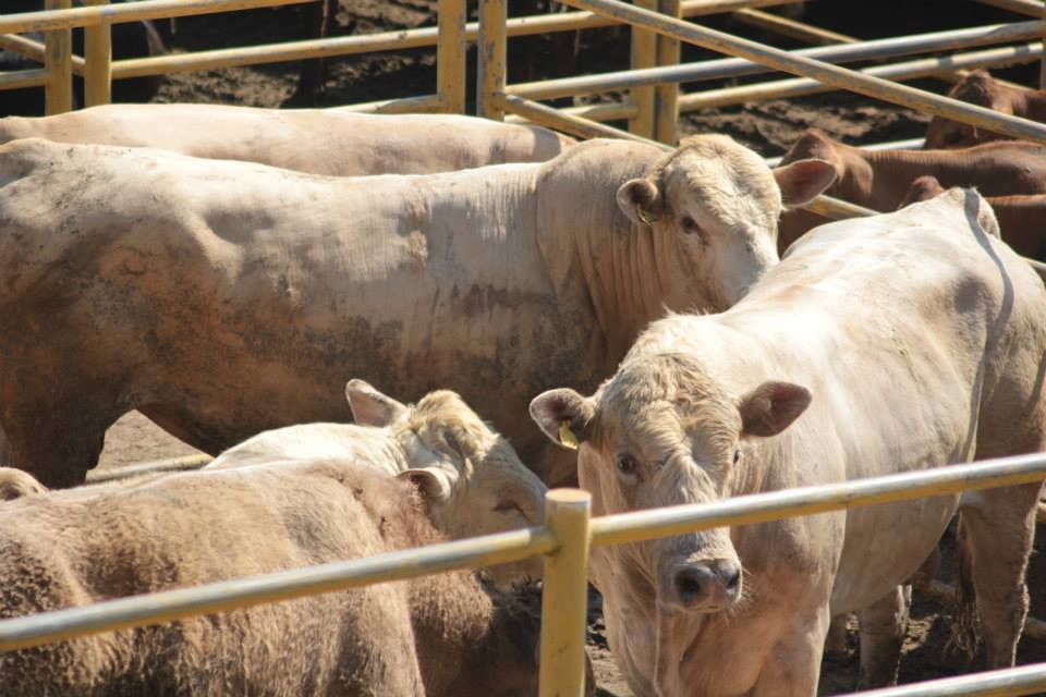 230 animais, das raças canchim, braford, hereford, purunã, pinzgauer e caracu, integram a programação. Foto Prefeitura de Ponta Grossa |