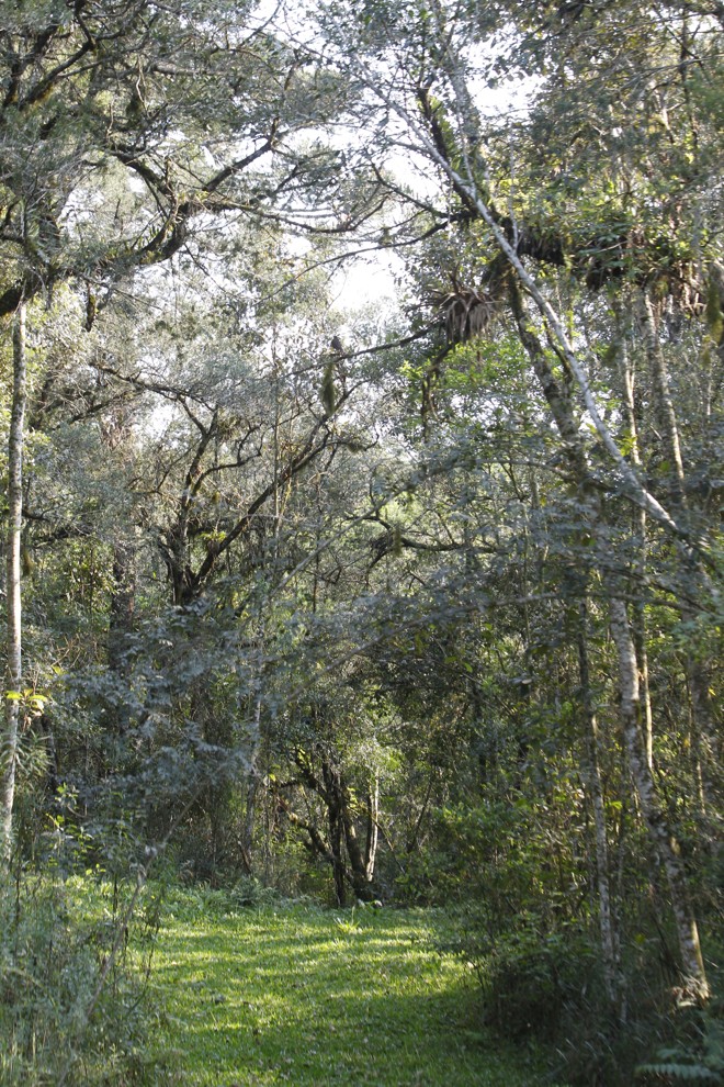 Mata nativa preservada soma 8,2 mil m². | Aniele Nascimento/Gazeta do Povo