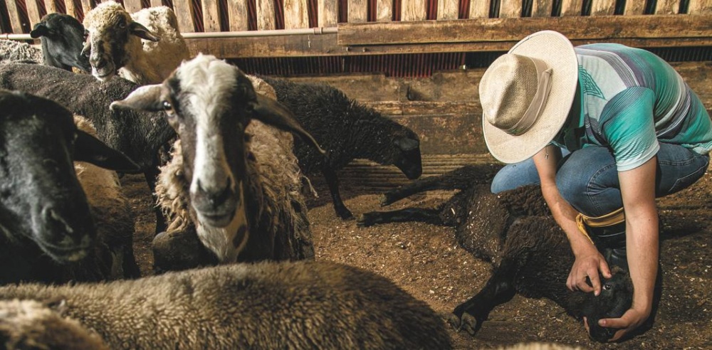 Carlos Ruhmke investir R$ 2 milhões na construção de uma indústria de processamento de erva-mate. Foto Jonathan Campos |