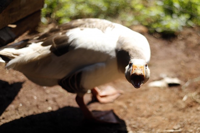 Animais de terreiro como o ganso fazem a recepção aos visitantes no Noroeste do Rio Grande do Sul. Foto: Jonathan Campos/Gazeta do Povo | 