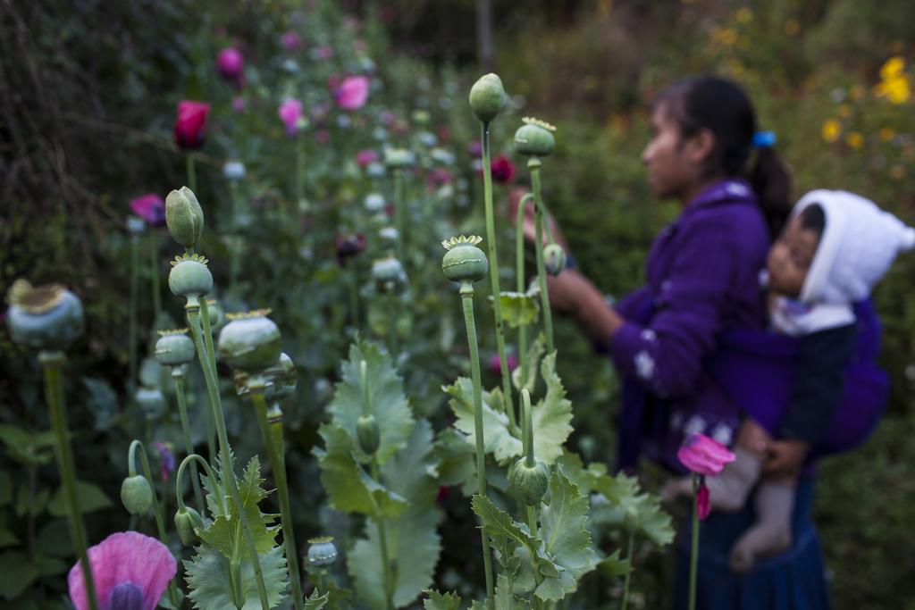 Crianças deixam de estudar para trabalhar nos campos de papoula. Faturam mais em um dia do que os pais em uma semana | Rodrigo Cruz/The New York Times