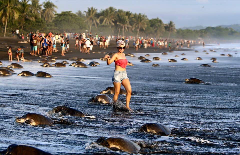 Falta de chuva permitiu que turistas chegassem à praia de Ostional, na Costa Rica, e sua presença afastou muitas tartarugas. | Sindicato de Trabajadores de Minae/