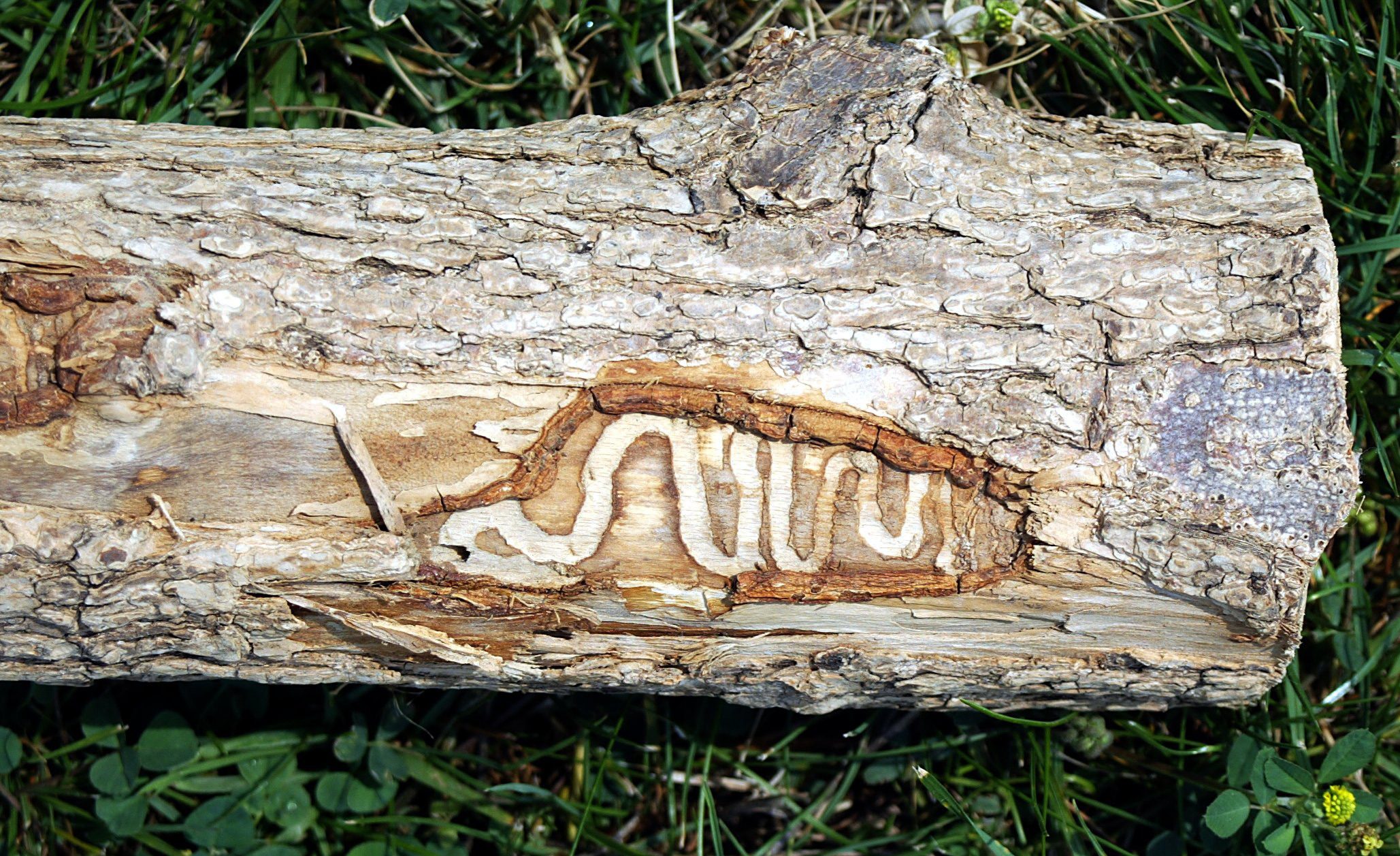 Cientistas tentam descobrir se o freixo norte-americano não produz defesas químicas suficientes contra o besouro Agrilus planipennis; acima, rastro deixado por larvas em árvore | Jon M. Brouwer/The Grand Rapids Press, via AP