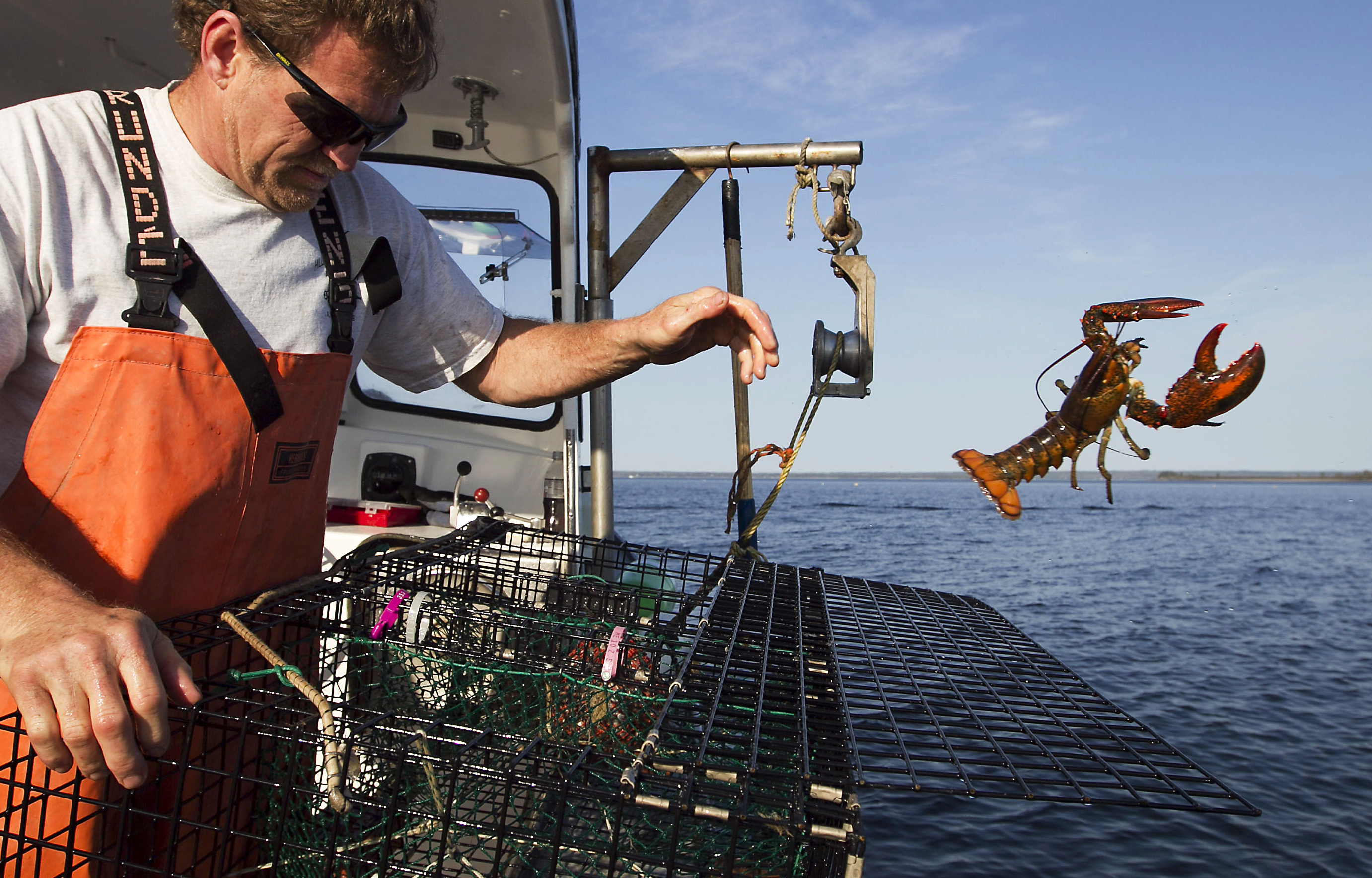 Pescador de lagostas trabalhando, em 2012; pesca desse crustáceo bate recordes no Maine, ao contrário do que acontece mais ao sul. | Robert F Bukaty/AP