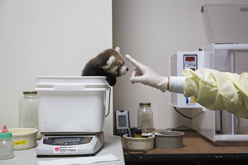 Os pandas vermelhos, que vivem na natureza em áreas montanhosas da Ásia, são estudados pelo instituto Smithsonian | Drew Angerer/for The New York Times