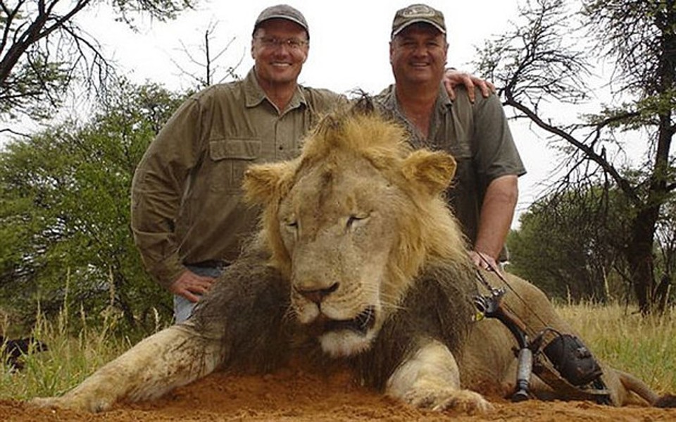 Os clamores pela proibição da caça esportiva em toda a África aumentaram desde que um leão no Zimbábue, chamado de Cecil, foi morto em julho por um dentista americano | Eric Mille/Reuters