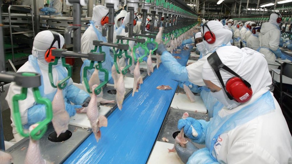 Linha de abate de frangos da Cooperativa Lar: crescimento e geração de empregos. | Christian Rizzi/Gazeta do Povo