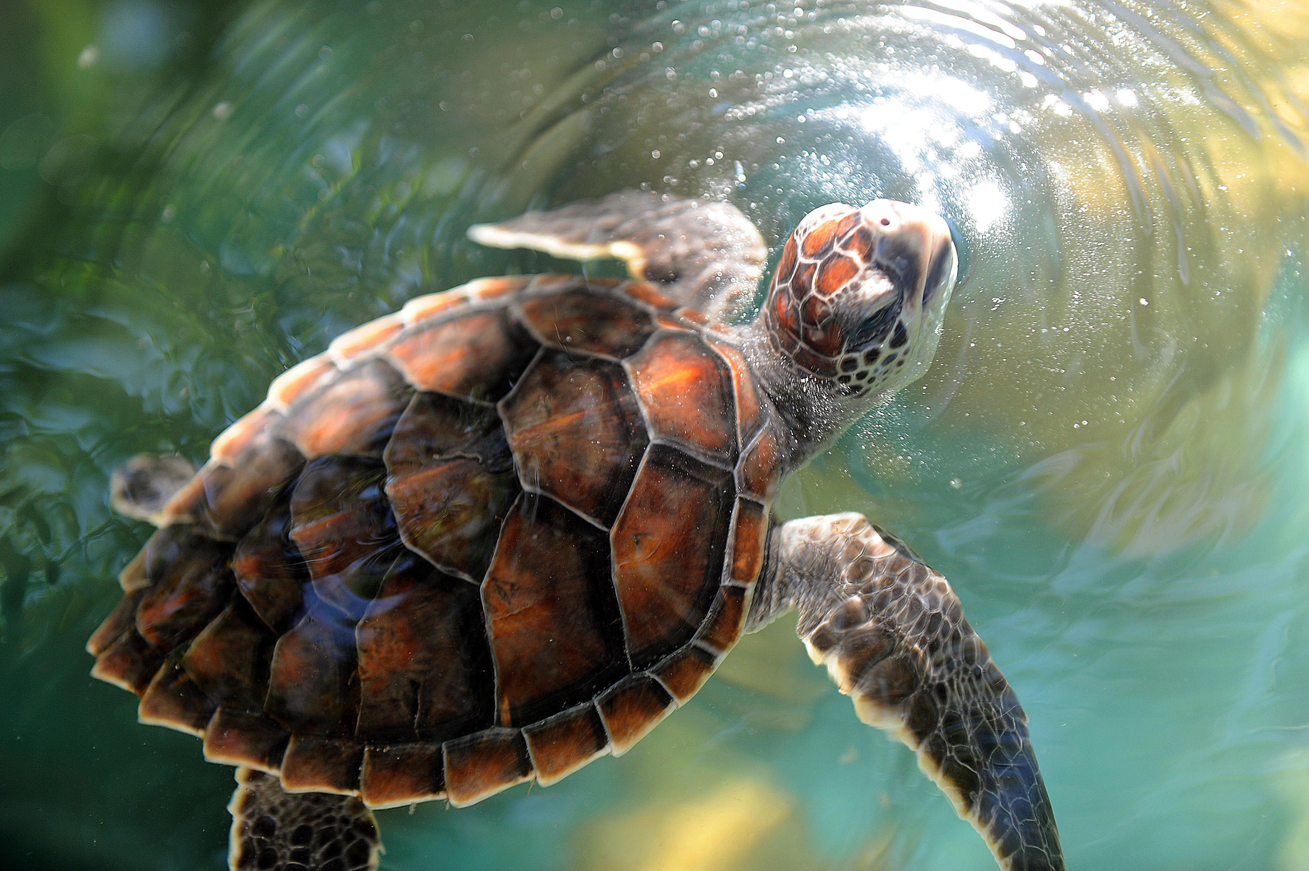 Espécie Chelonia mydas vem de ilhas oceânicas brasileiras. | Evaristo Sá/Divulgação
