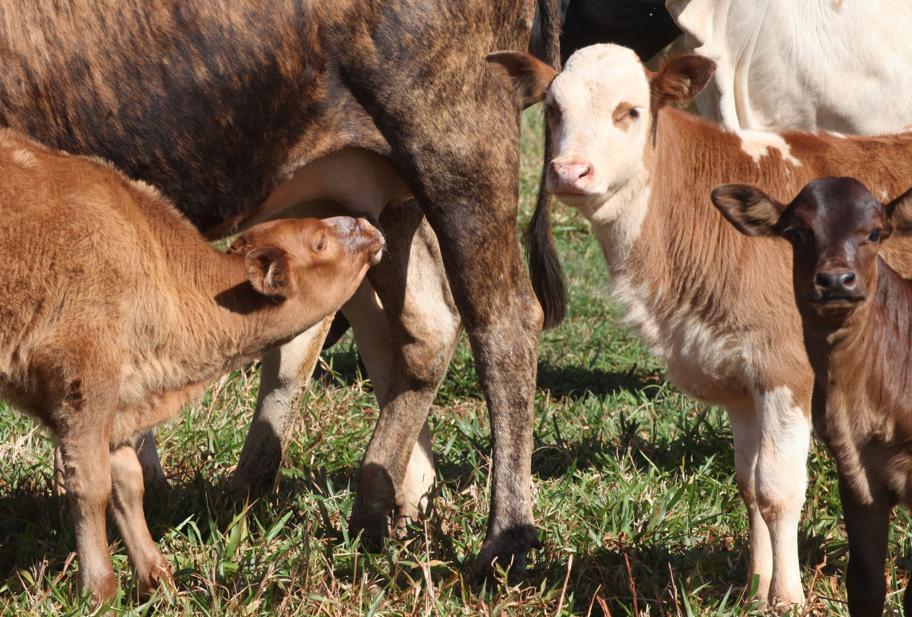 Meta de produzir 480 mil bezerros a mais por ano promete elevar rebanho de 9,2 milhões de cabeças. Modernização prevê ainda produção de volume maior de carne por animal e redução no ciclo. |