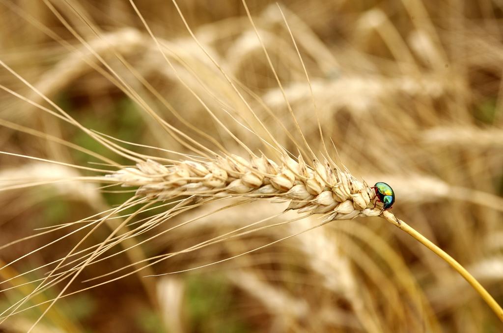 Produção segue pressionada por redução nas safras do Paraná e Rio Grande do Sul. | Hugo Harada/Gazeta do Povo