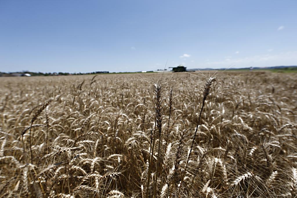 Trigo continua sendo a principal aposta de inverno no PR e RS. Feira irá promover mais conhecimentos aos produtores que apostam na cultura. | Albari Rosa/Gazeta do Povo