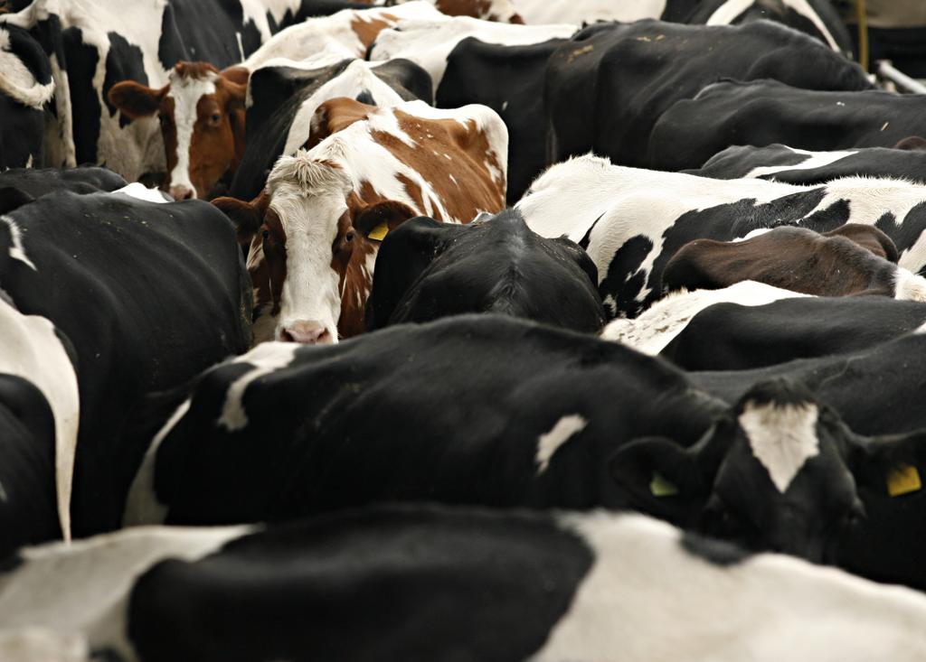 Um ano depois de sua criação, Aliança Láctea Sul Brasileira busca consolidação. | Josué Teixeira / Gazeta do Povo