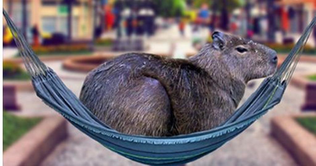 “Capivaras na rede”: Curitiba responde a SP | /