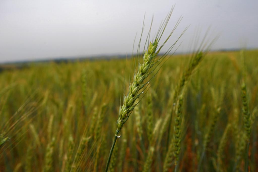 Paraná e Rio Grande do Sul vão produzir trigo abaixo do potencial inicial nesta safra. | Albari Rosa / Gazeta do Povo