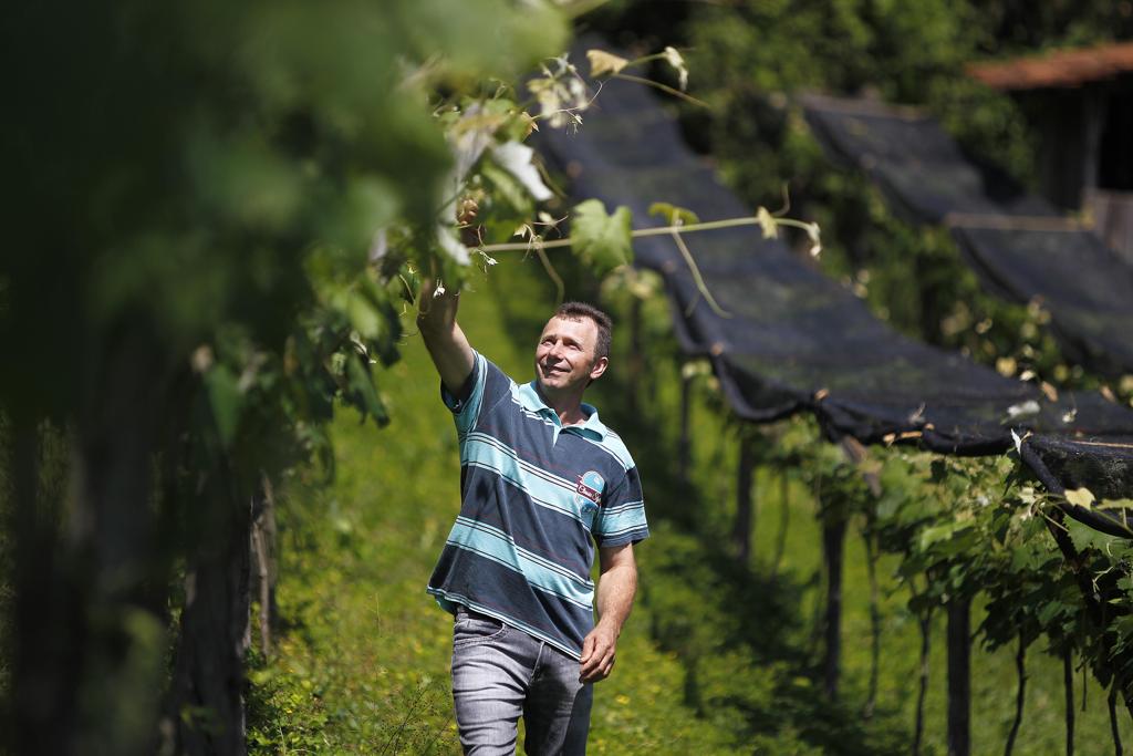 Ademir é um dos quatro irmãos que continua a produção de uva, tradição na família de descendentes de italianos. | Jonathan Campos/Jonathan Campos