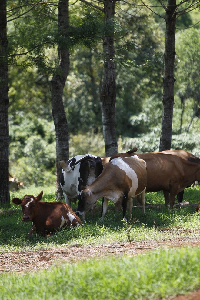 Vacas da raça jérsei garantem produtividade e renda no condomínio Pizzolatto. Cada trabalhador recebe salário calculado a partir do número de horas dedicadas ao negócio, de sua força e grau de responsabilidade. | Jonathan Campos/Gazeta do Povo