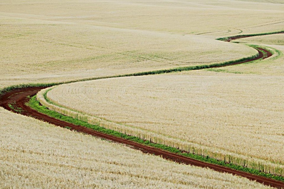 Clima deve reduzir em cerca de 10% o potencial produtivo do trigo paranaense em  2015. Ainda assim, estado deve colher a maior safra da história. | Albari  Rosa / Gazeta do Povo