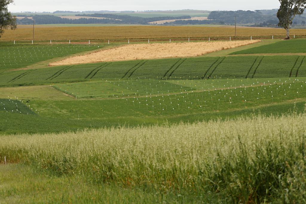 Única área pública utilizada pela Fundação ABC é a Fazenda Capão do Cipó (foto), que atualmente está ocupada pelo MST. | JosuéTeixeira / Gazeta do Povo
