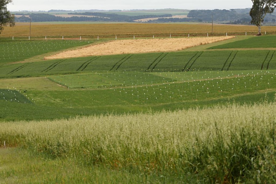 Única área pública utilizada pela Fundação ABC é a Fazenda Capão do Cipó (foto), que atualmente está ocupada pelo MST. | JosuéTeixeira / Gazeta do Povo