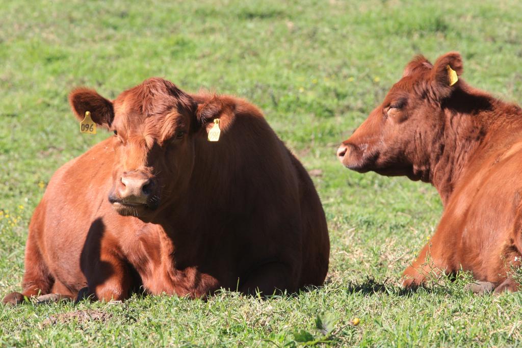 Embarques no acumulado do ano ainda estão abaixo dos resultados no mesmo período de 2012. | Ivonaldo Alexandre/Gazeta do Povo