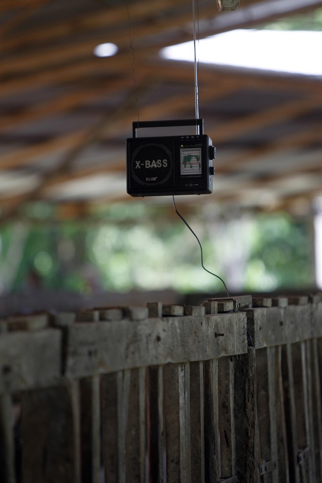 A vida no meio rural tem distrações com um rádio a pilha pendurado na sala de ordenha. O condomínio Pizzolatto tem 147 vacas em lactação e explora também produção de madeira e uva. | Jonathan Campos/Gazeta do Povo