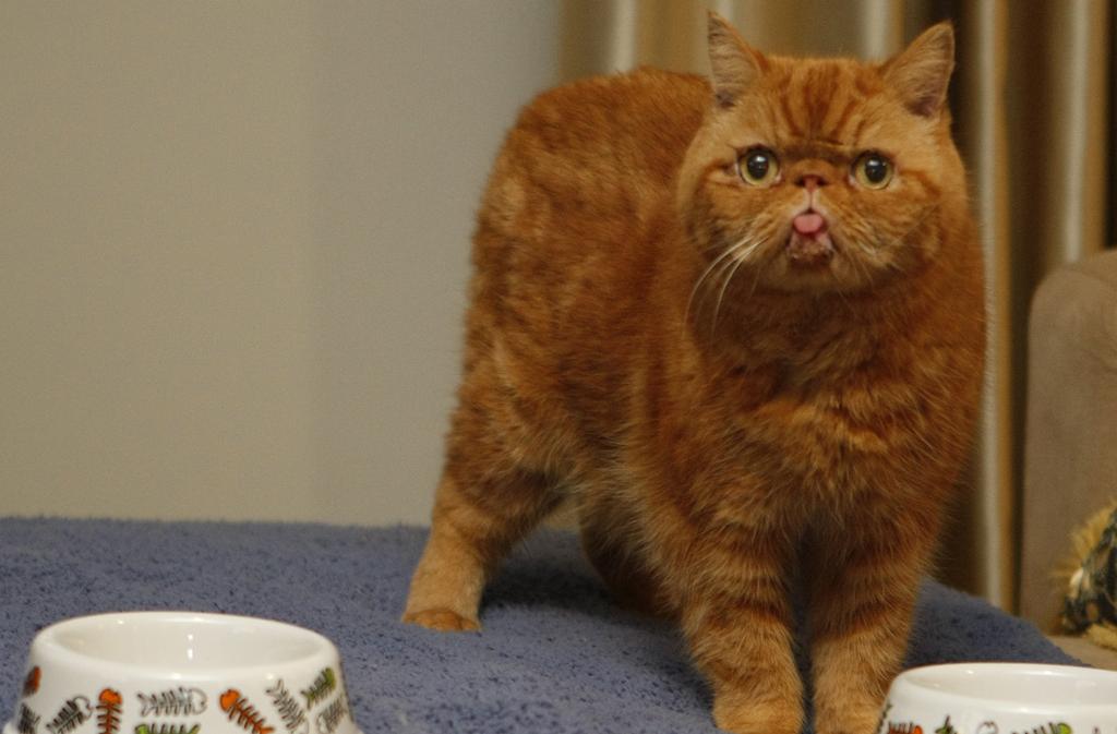 | PEDRO SERAPIO/PEDRO SERAPIO