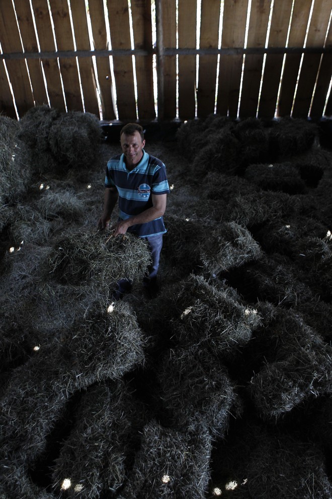 A estocagem de feno para alimentação das vacas leiteiras nas épocas do ano em que as pastagens estão mais baixas é decisiva para que a média de produção de leite não caia. Marca atual está pouco acima de 20 litros ao dia por animal em lactação. | Jonathan Campos/Gazeta do Povo