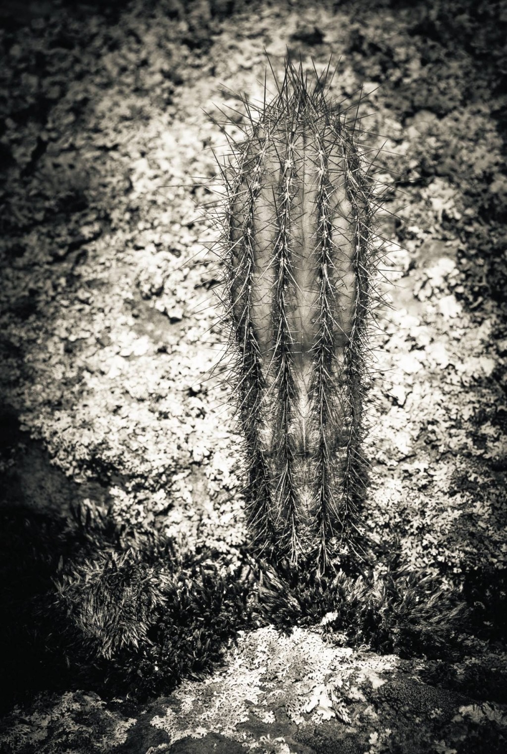 Imagem do livro “Habitants”, de Marco Alves