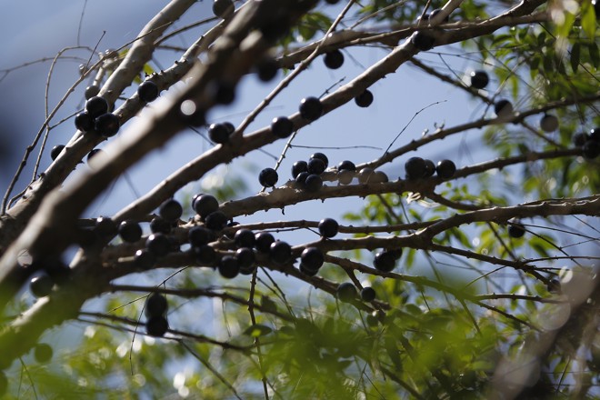 Além das atividades comerciais, condomínio Pizzolatto tem hortas e pomares que garante alimentos como a jabuticaba. | Jonathan Campos/Gazeta do Povo