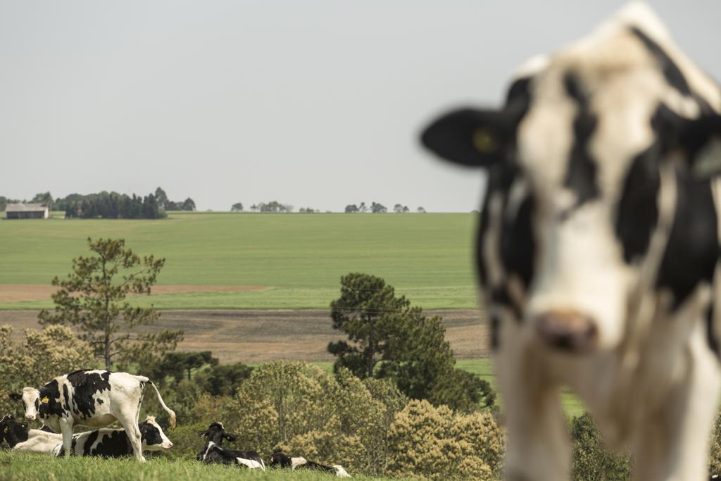Campos Gerais são berço de novas tecnologias e estratégias que têm peso decisivo na rentabilidade e na viabilidade em longo prazo da atividade leiteira. | Marcelo Andrade / Gazeta do Povo