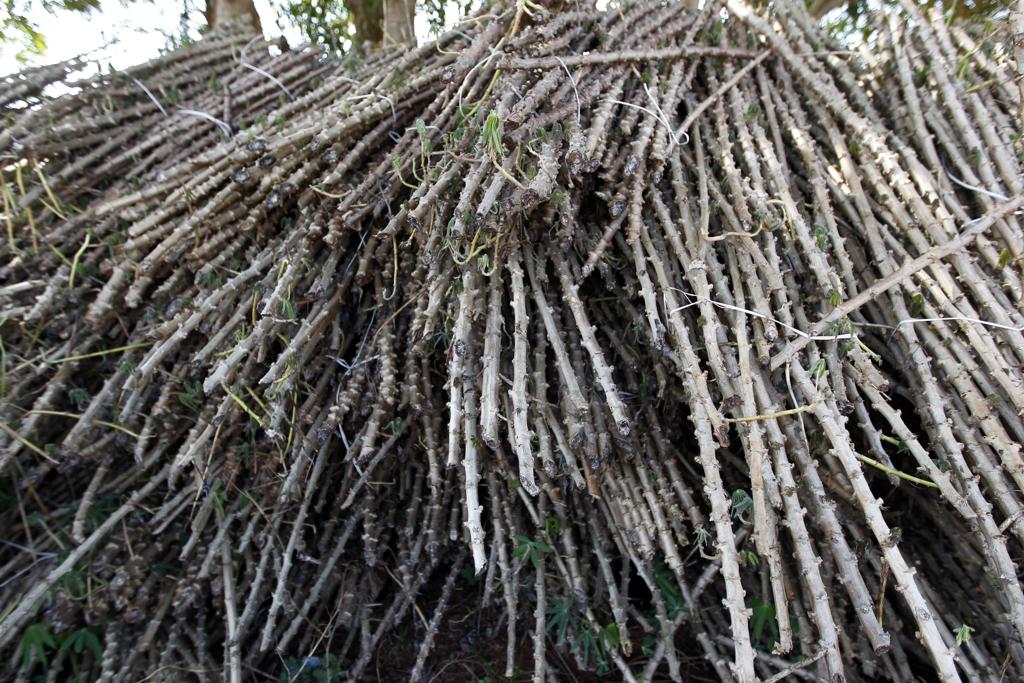 Derivada da raiz, a fécula de mandioca é o amido separado da massa, que é considerada resíduo e acaba sendo utilizada como adubo das próprias lavouras. | Jonathan Campos/Gazeta do Povo
