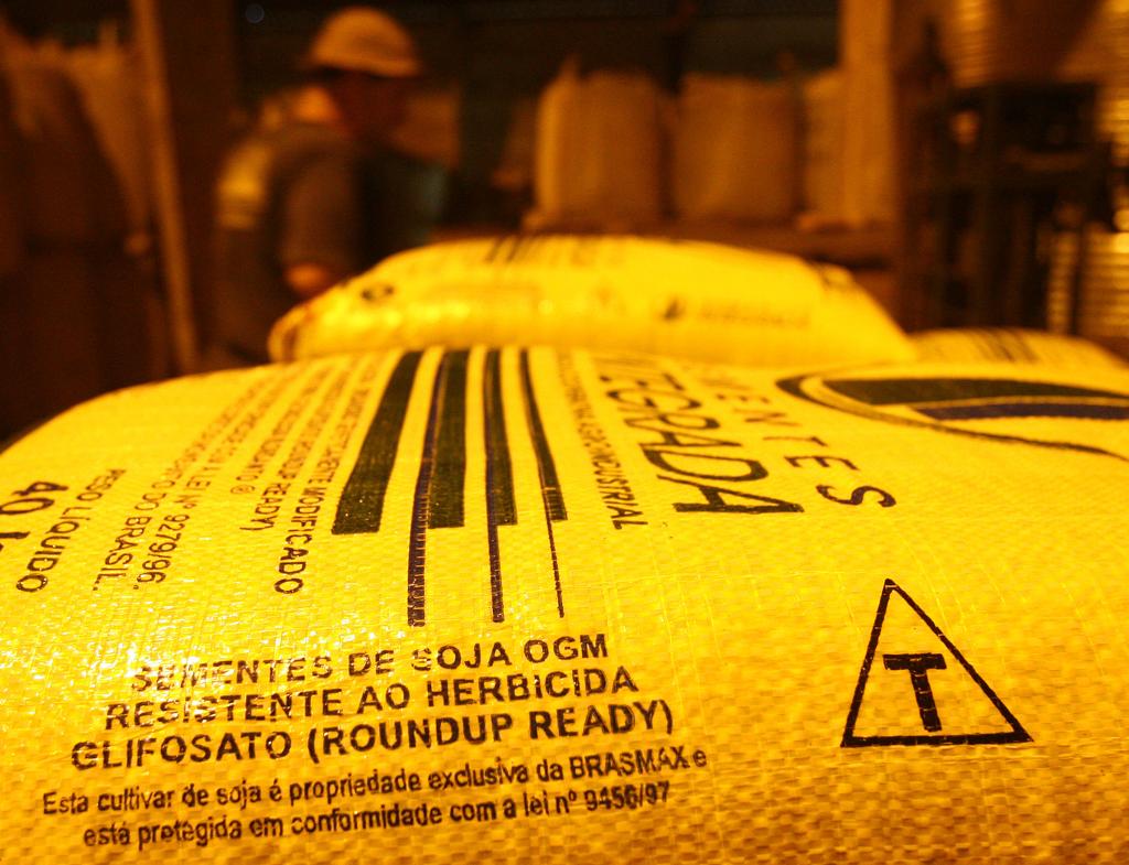 Alemanha quer restringir cultivo de grãos geneticamente modificados. | Rodolfo Buhere/Gazeta do Povo