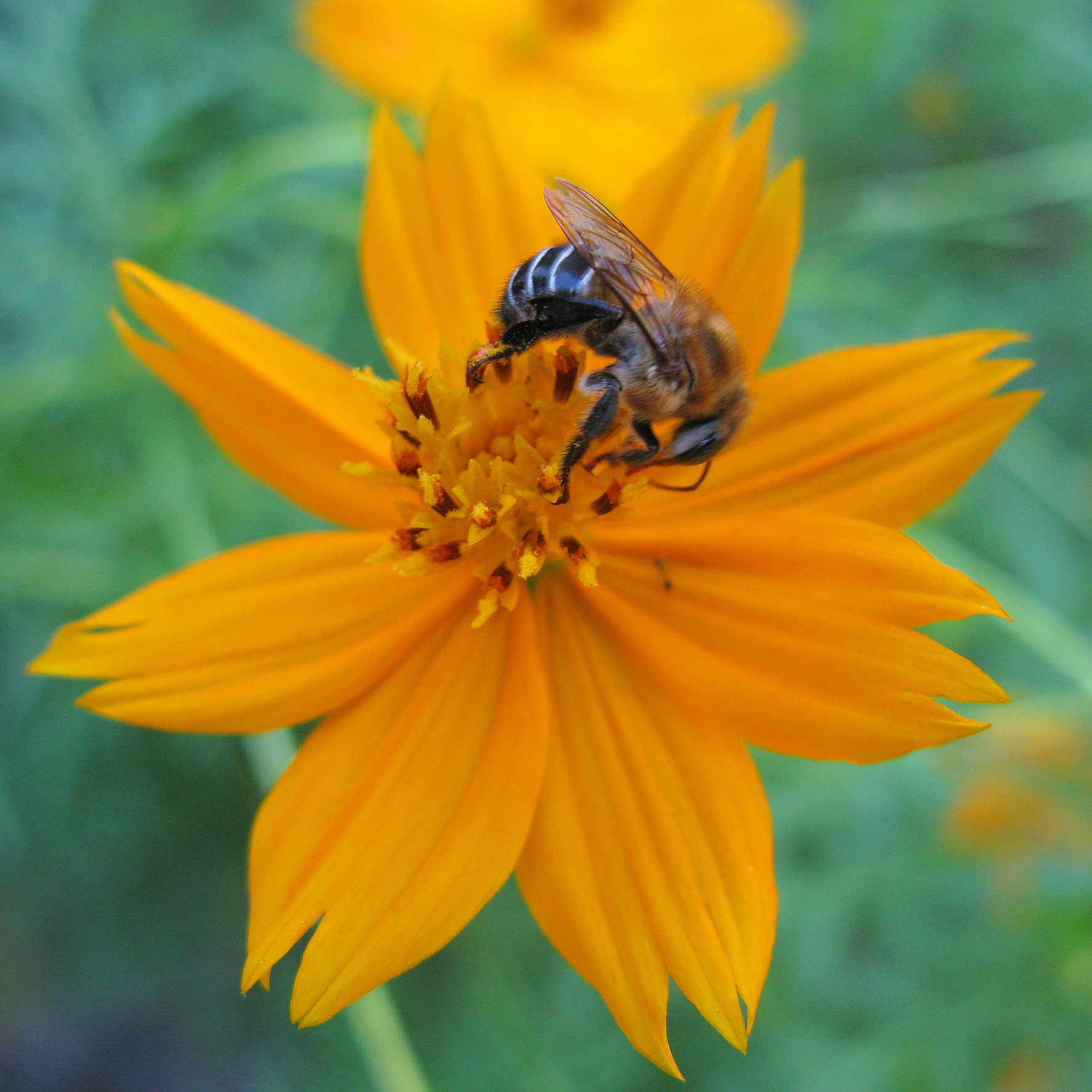 Além de produzir mel, as abelhas são responsáveis por polinizar 73% das culturas agrícolas do mundo. | Instituto Biológico/Divulgação