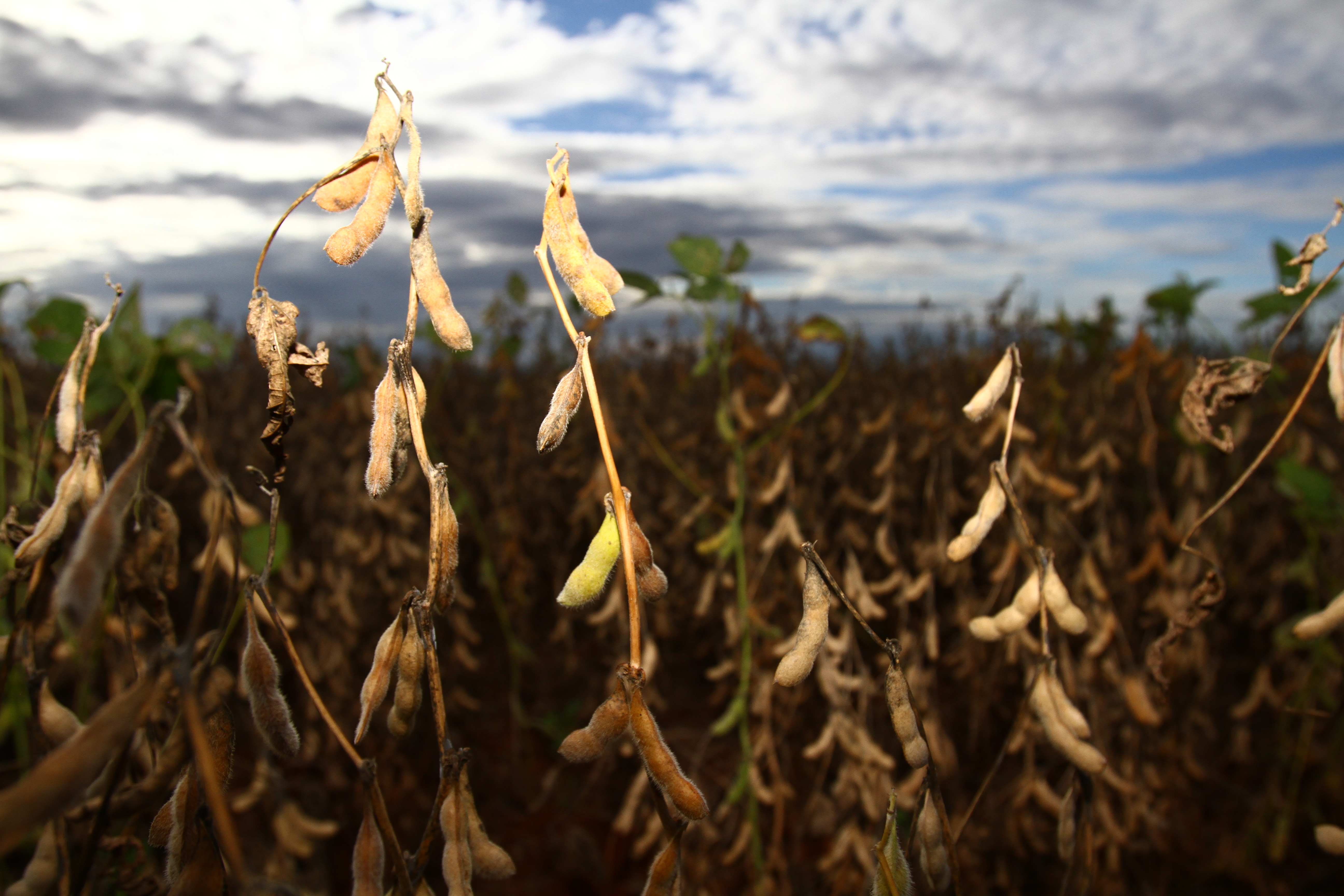 Fenômeno deve ser benéfico para as safras de soja e de milho, que precisam de precipitações no verão. | Gilberto Abelha/Gilberto Abelha