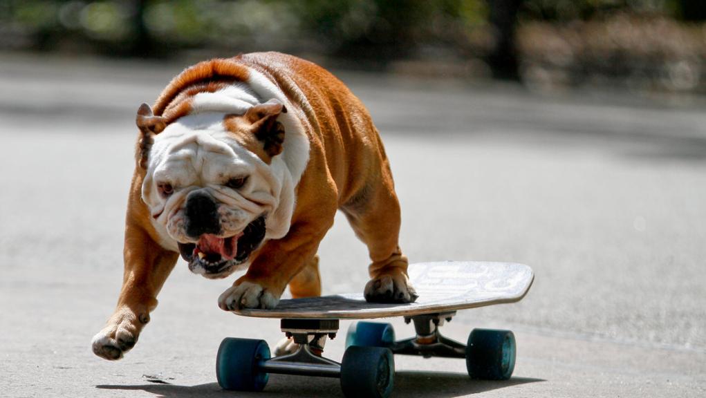Buldogue  skatista estrelou vídeos que mostravam as suas façanhas nas rodinhas. | Noonan Jeanne Freelance NYDN