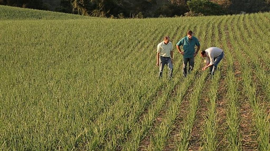 Cebola é uma das culturas que ganhou espaço nos campos catarinenses. | Jonathan Campos / Gazeta do Povo