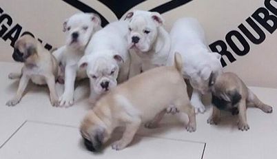 | Divulgação/Polícia Civil