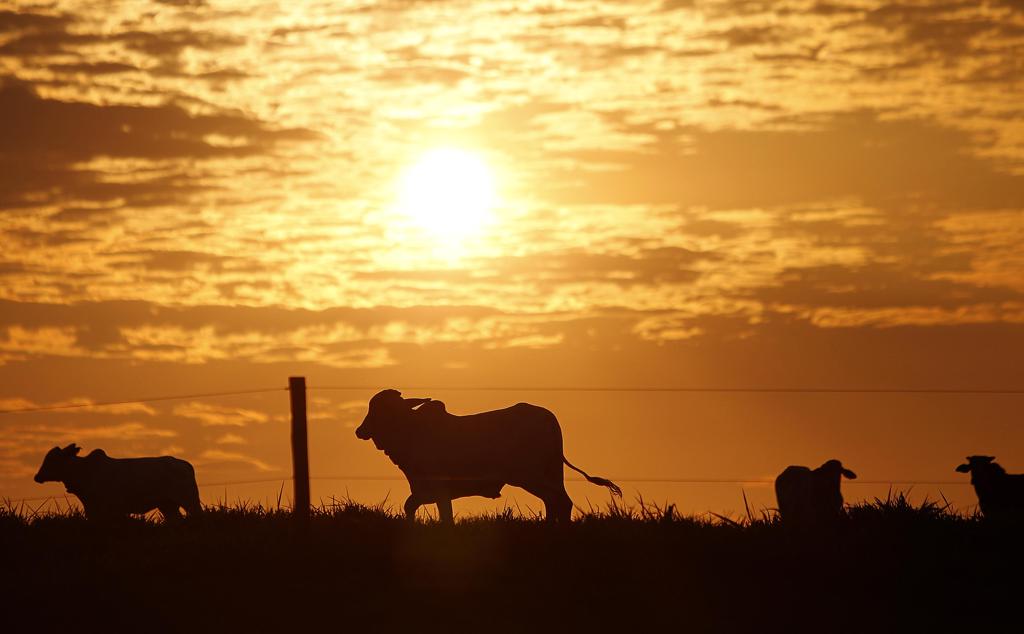  | Jonathan Campos/Gazeta do Povo