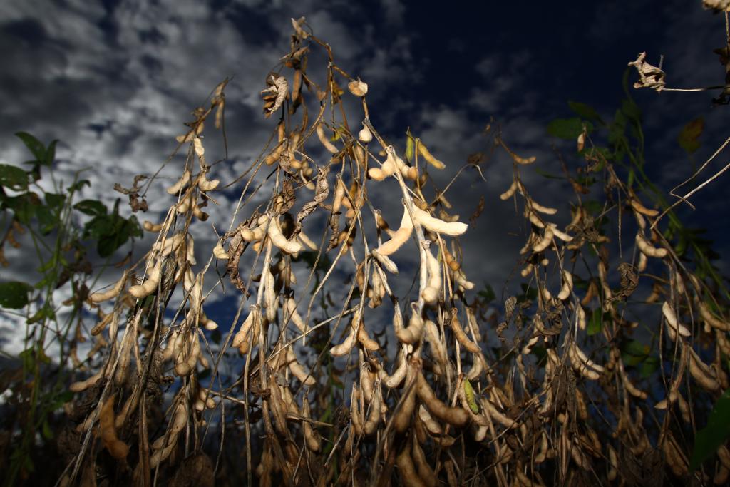 Campos do Paraná vão ter que lidar com água em excesso durante toda a safra. | Gilberto Abelha/Jornal de Londrina