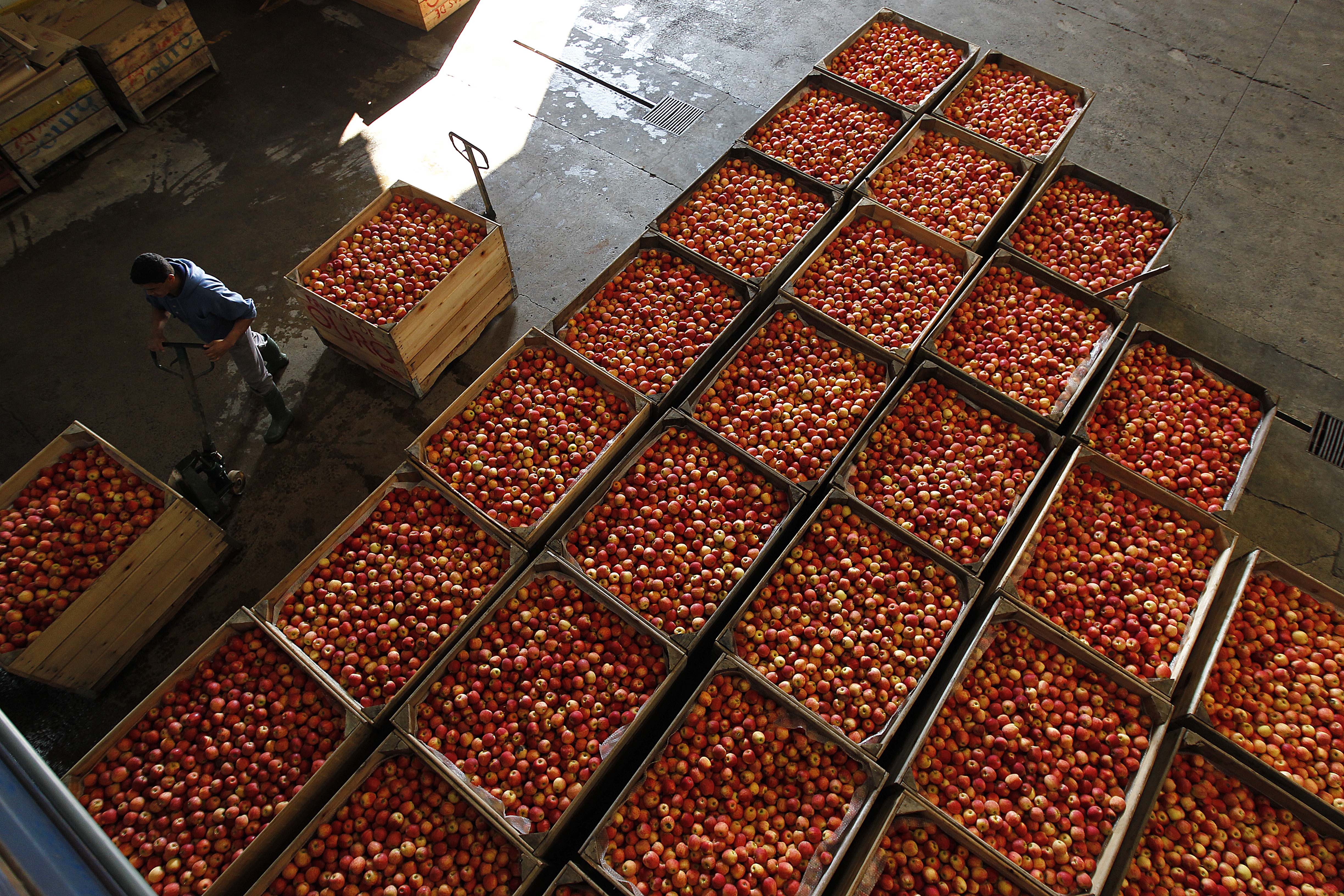 Frutas são uma das principais fonte de renda dos agricultrores familiares catarinenses | Jonathan Campos/Gazeta do Povo