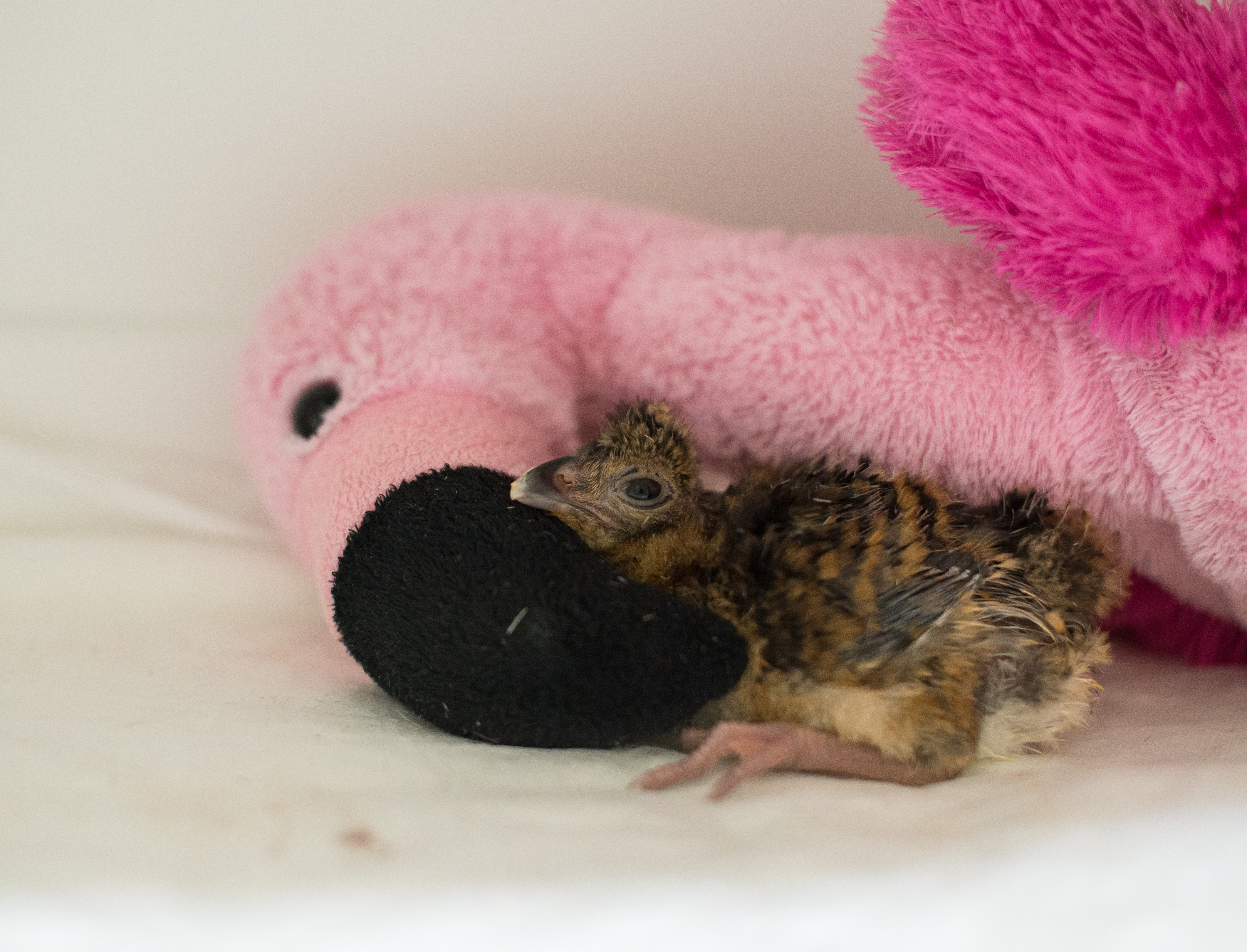 Nascimento de mutum-de-alagoas no Parque das Aves foi comemorado por toda a equipe | Parque das Aves/Divulgação